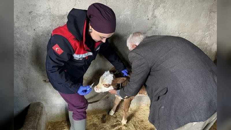 Adıyaman'da Zoonoz Hastalıklara Karşı Aşılama Çalışmaları Aralıksız Sürüyor
