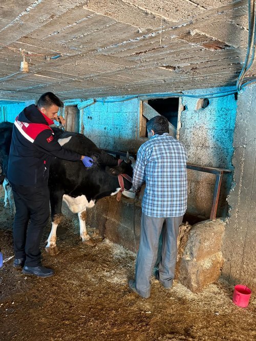 Adıyaman'da Zoonoz Hastalıklara Karşı Aşılama Çalışmaları Aralıksız Sürüyor - Görsel 3
