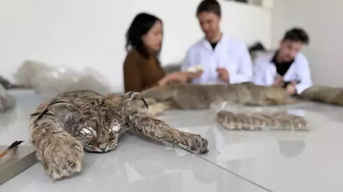 Ankara Üniversitesi Fen Fakültesi Biyoloji Bölümü, Yaban Hayvanı Koleksiyonu ile Bilime Işık Tutuyor - Görsel 2