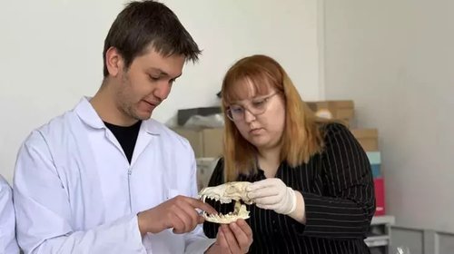 Ankara Üniversitesi Fen Fakültesi Biyoloji Bölümü, Yaban Hayvanı Koleksiyonu ile Bilime Işık Tutuyor - Görsel 3