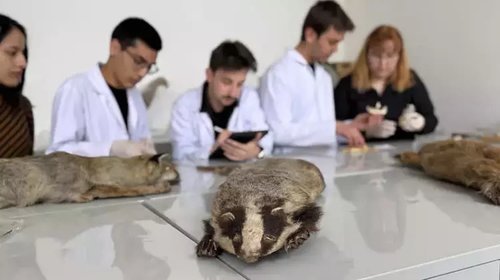 Ankara Üniversitesi Fen Fakültesi Biyoloji Bölümü, Yaban Hayvanı Koleksiyonu ile Bilime Işık Tutuyor - Görsel 4