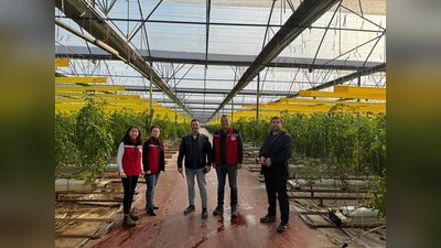 Manisa'da İyi Tarım Uygulamaları Kapsamında Örtü Altı Domates Üreticilerine Denetim