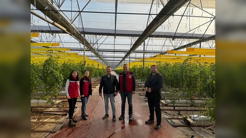 Manisa'da İyi Tarım Uygulamaları Kapsamında Örtü Altı Domates Üreticilerine Denetim