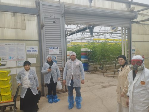Manisa'da İyi Tarım Uygulamaları Kapsamında Örtü Altı Domates Üreticilerine Denetim - Görsel 2