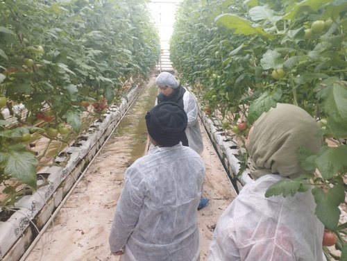 Manisa'da İyi Tarım Uygulamaları Kapsamında Örtü Altı Domates Üreticilerine Denetim - Görsel 3