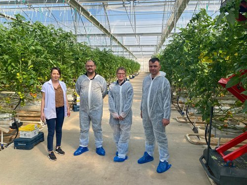 Manisa'da İyi Tarım Uygulamaları Kapsamında Örtü Altı Domates Üreticilerine Denetim - Görsel 4