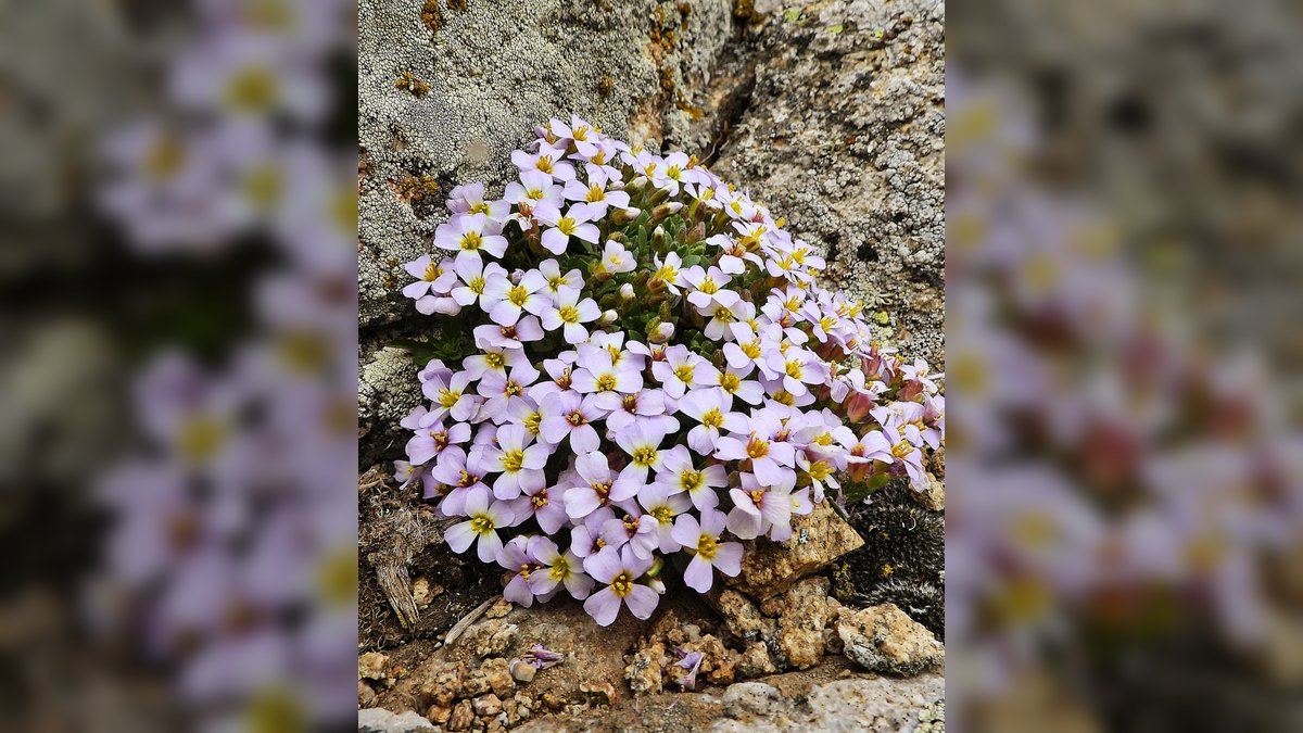 Niğde Obrizyası: Volkanik Kayalıklarda Hayata Tutunan Nadir Endemik Tür