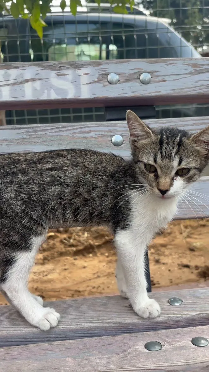 Seyhan Belediyesi'nden 4 Ekim Hayvanları Koruma Günü Kutlaması: Çocuklar ve Patili Dostlar Buluştu