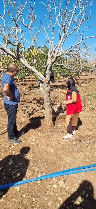 Şanlıurfa'da Fıstık Bahçesi Kontrolü: Hastalık ve Zararlılara Karşı Uyarılar