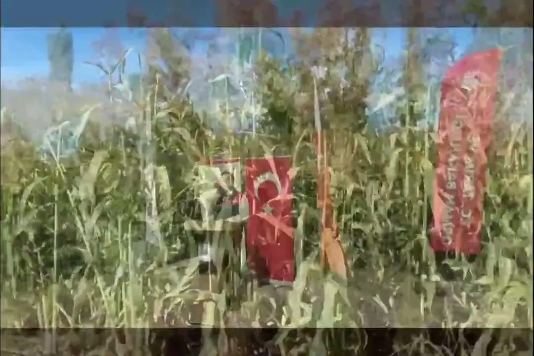 Burdur Kemer'de Kuraklığa Dayanıklı Sorgum Bicolor İçin Tarla Günü Düzenlendi