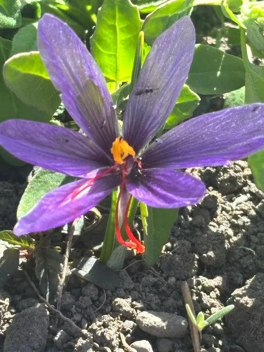 Yüksekova'da Yüzde Yüz Hibe Destekli Safran Projesi Çiçek Açtı