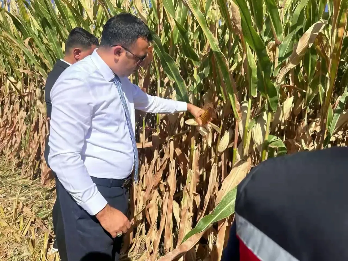 Sur Kaymakamı Hasan Akbulut, Kengerli Mahallesi'nde Mısır Hasadına Katıldı