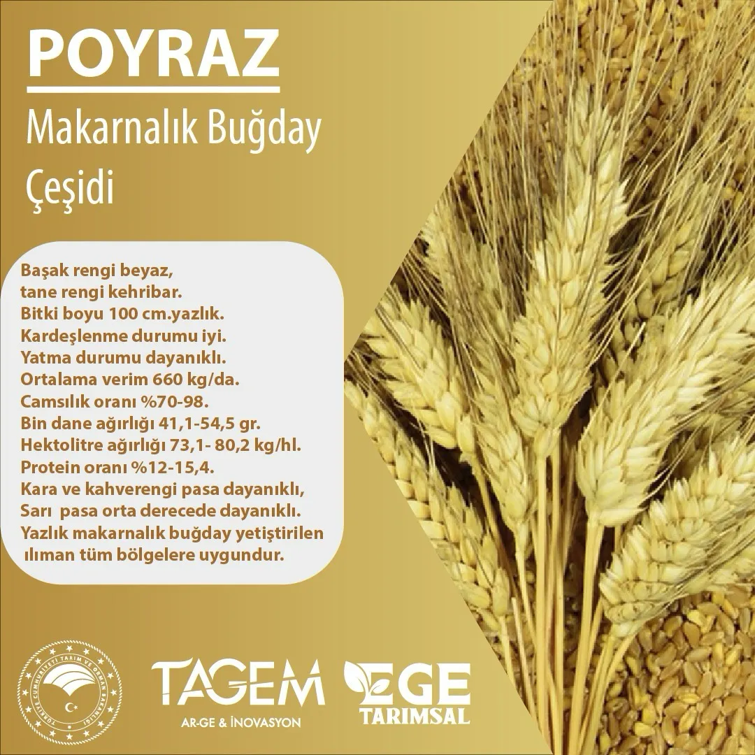 Ege Tarımsal Araştırma Enstitüsü Çeşit Devir İhalesi Duyurusu