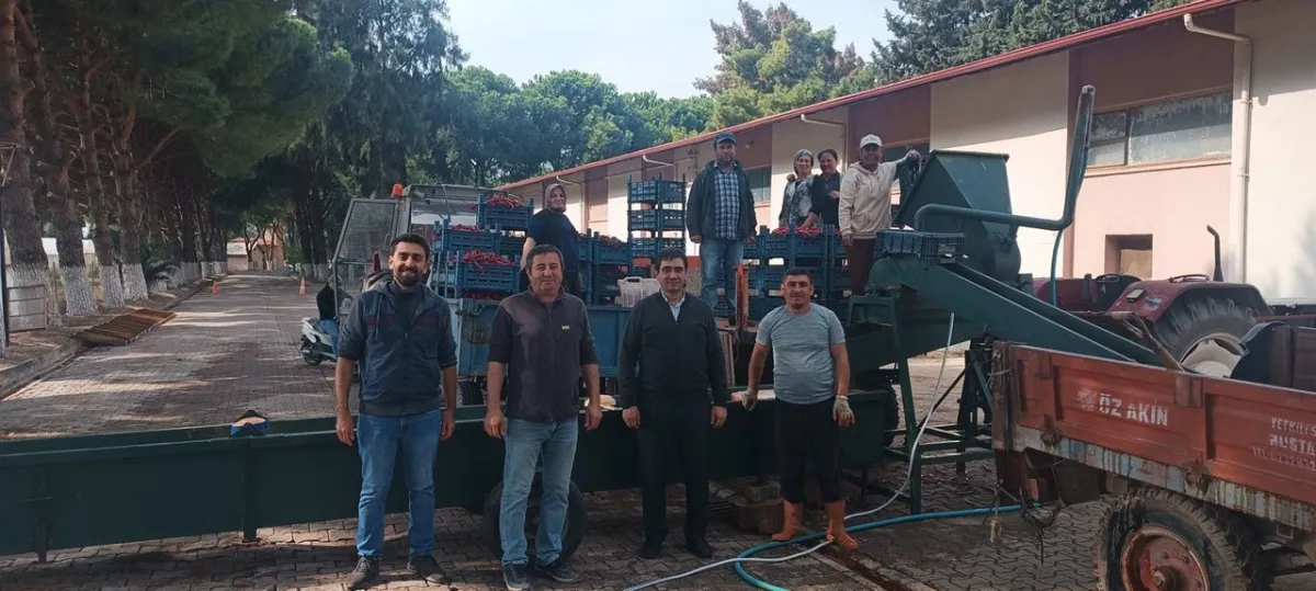 Ege Tarımsal Araştırma Enstitüsü Biber ve Patlıcan Çeşitlerinde Tohum Üretimi Gerçekleştirdi