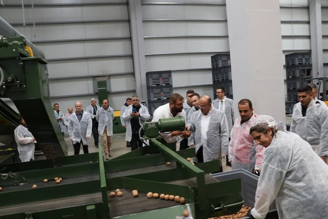 Edirne'de Uzunköprü Meşeli Köyü'ndeki Dev Ceviz Bahçesi Ziyaret Edildi