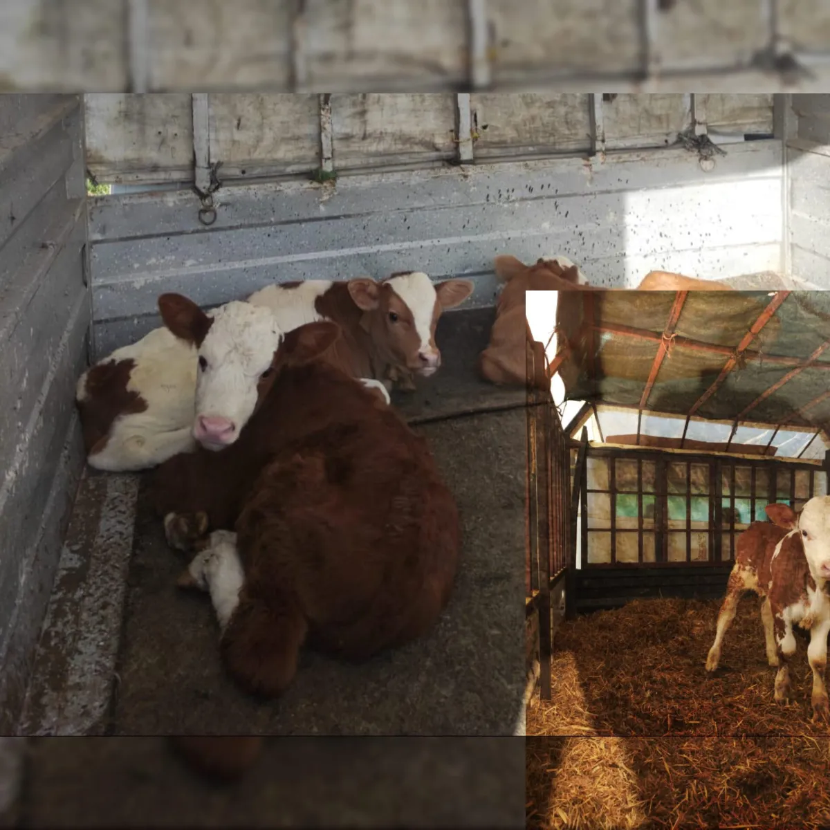 Trabzon Akçaabat'ta Belgesiz Hayvan Sevkine Yasal İşlem Uygulandı