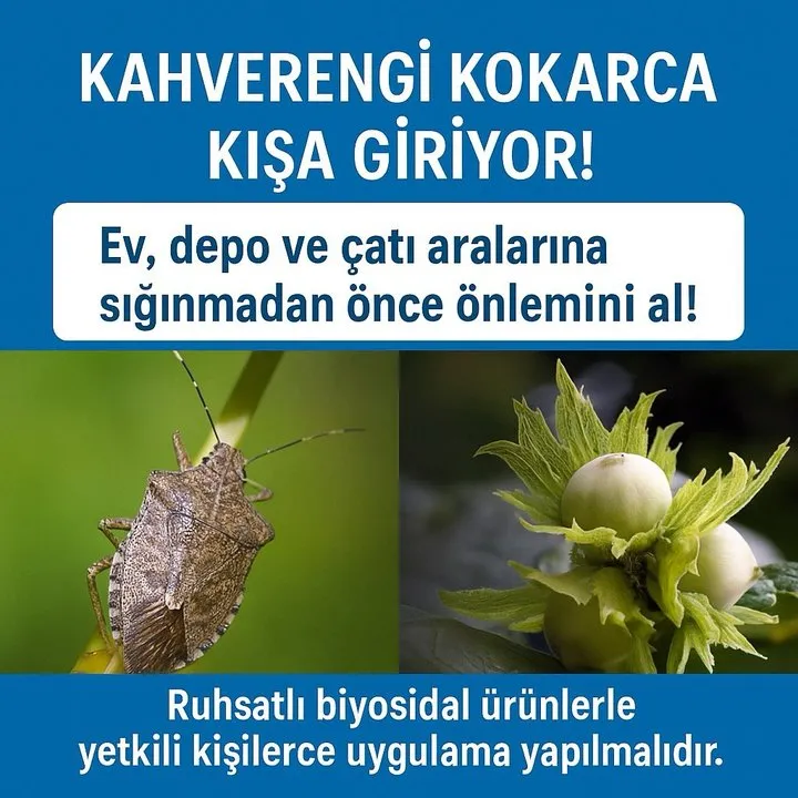 Çayırova'da Kahverengi Kokarca Mücadelesinde Kış Hazırlıkları Hız Kazandı