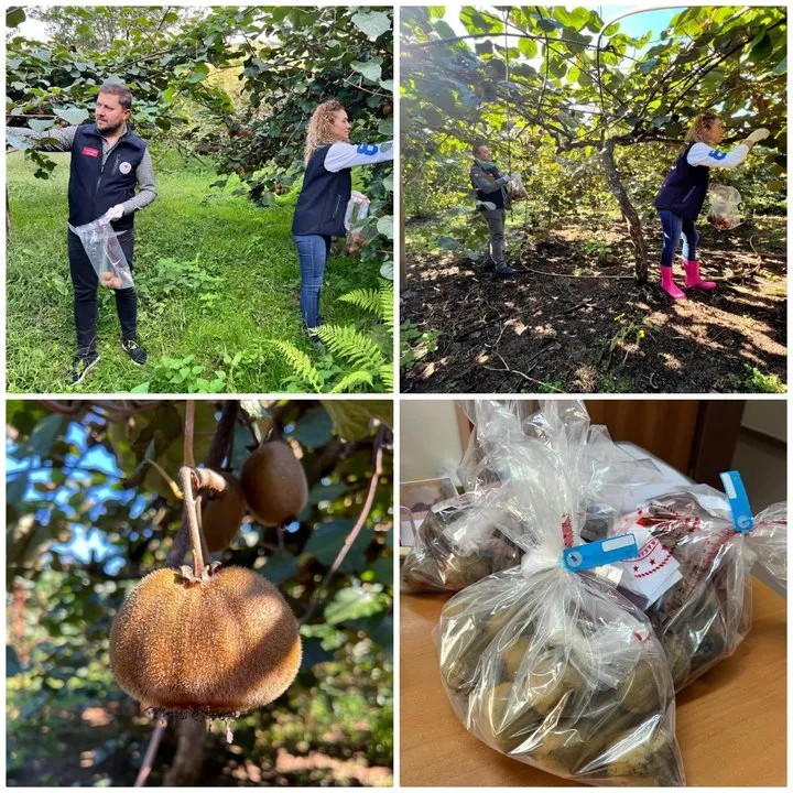 Giresun'da Kivi Bahçelerinde Hasat Öncesi Pestisit Denetimleri Başladı