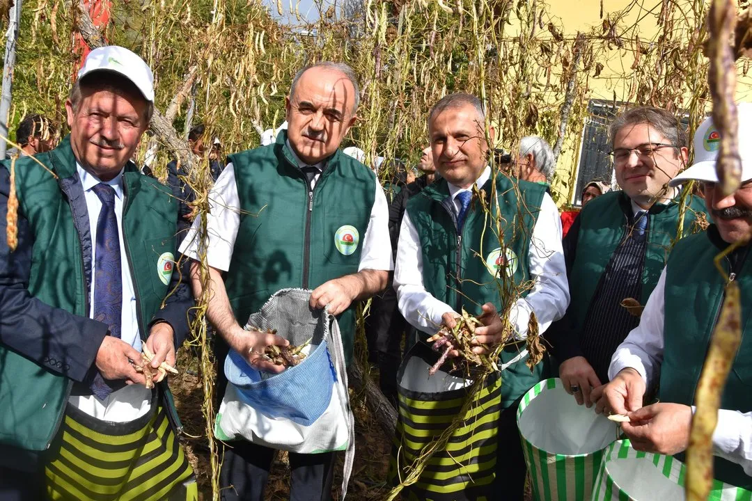 Akkuş'ta Coğrafi İşaretli Şeker Fasulyesi Hasat Şenliği Coşkuyla Kutlandı