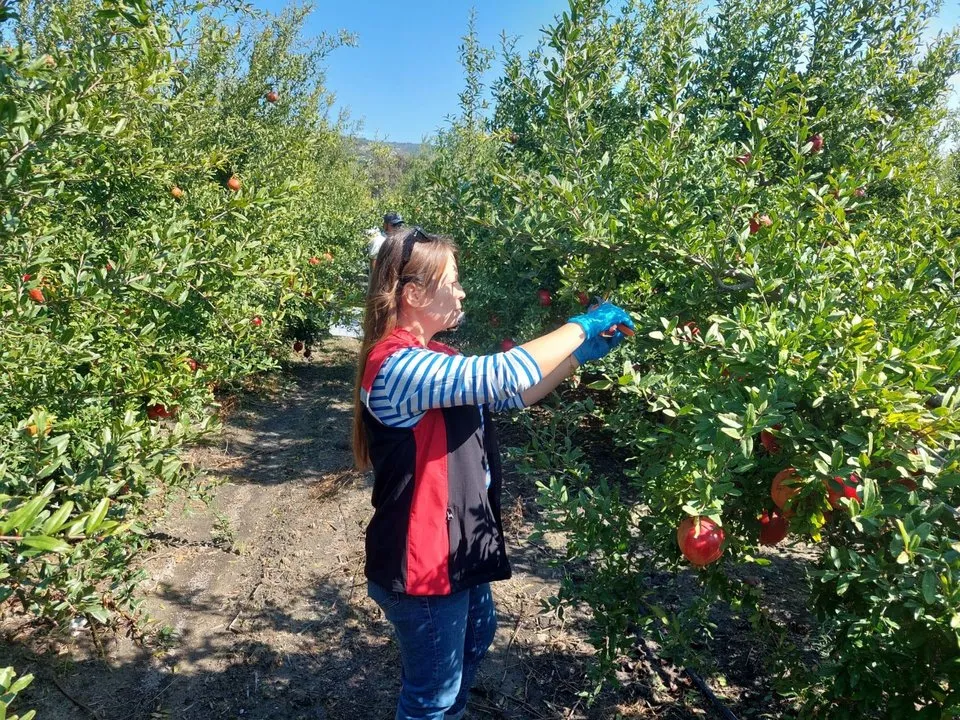 İzmir'de Nar Hasadı Başladı: Pestisit Denetimleri ve Üretim Miktarları Açıklandı