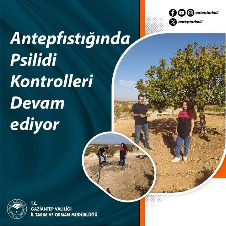 Gaziantep'te Antepfıstığında Psilidi Kontrolleri Yoğunlaştı